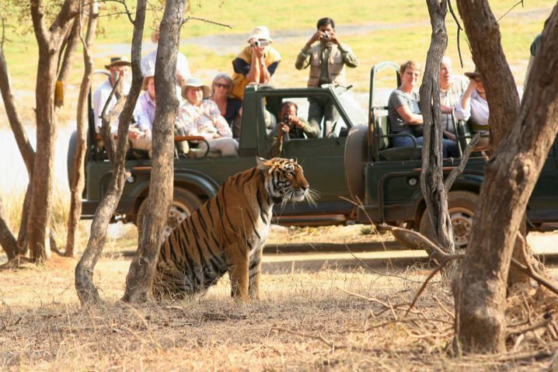 Bagh Resort Ranthambore